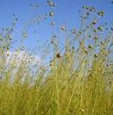 flaxseed