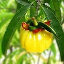 Garcinia Cambogia - The Newest Discovery in Weight Loss