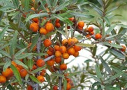 Seabuckthorn Berries are Best Source of Omega 7