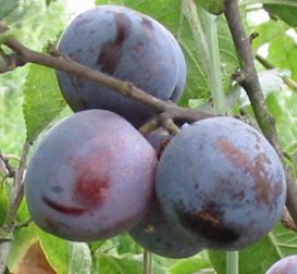 Plums are 1 of 4 fruits to keep bones strong